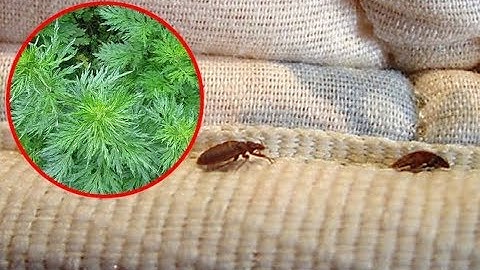 Ga Đệm Có Rệp Bọ, Chỉ Cần Đặt Nắm Lá Này Bên Dưới Rệp Sẽ Cao Chạy Xa Bay