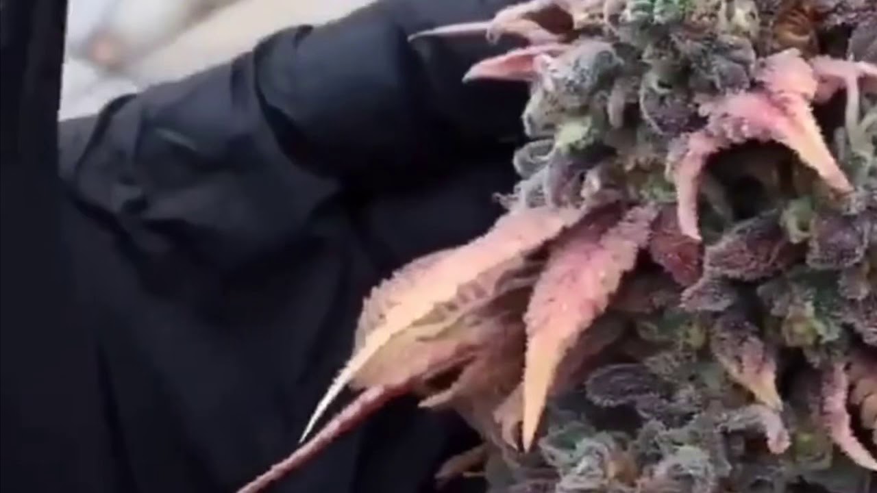 Chicago Purple Urkle pre harvest