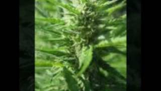 Free The Weed