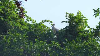 Hurra der &quot;Klapperstorch ist da&quot;