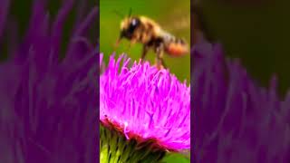 BEE: Flying bee nature