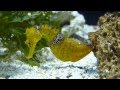 Gestreept zeepaardje - Colored Lined Seahorse - Hippocampus erectus_Ouwehands Dierenpark