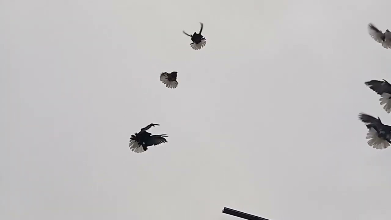 Мелитопольские голуби. Есть лётные... Мелитопольские и...