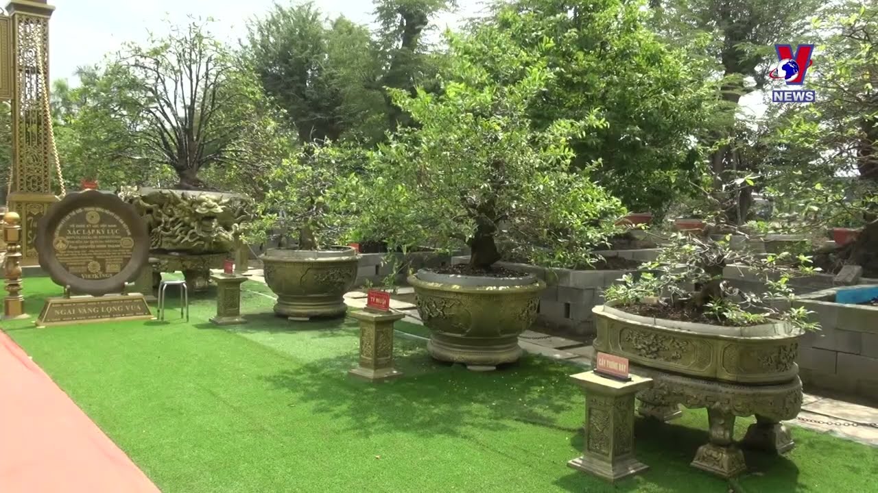 Yellow apricot tree collection sets world record