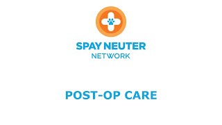 Pet Care After Spay or Neuter Surgery