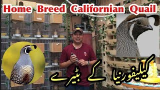 California Quail Home Breed|FOCUS ON YOU NOT OTHERS  Motivational Story For New Fanciers|R J Aviary