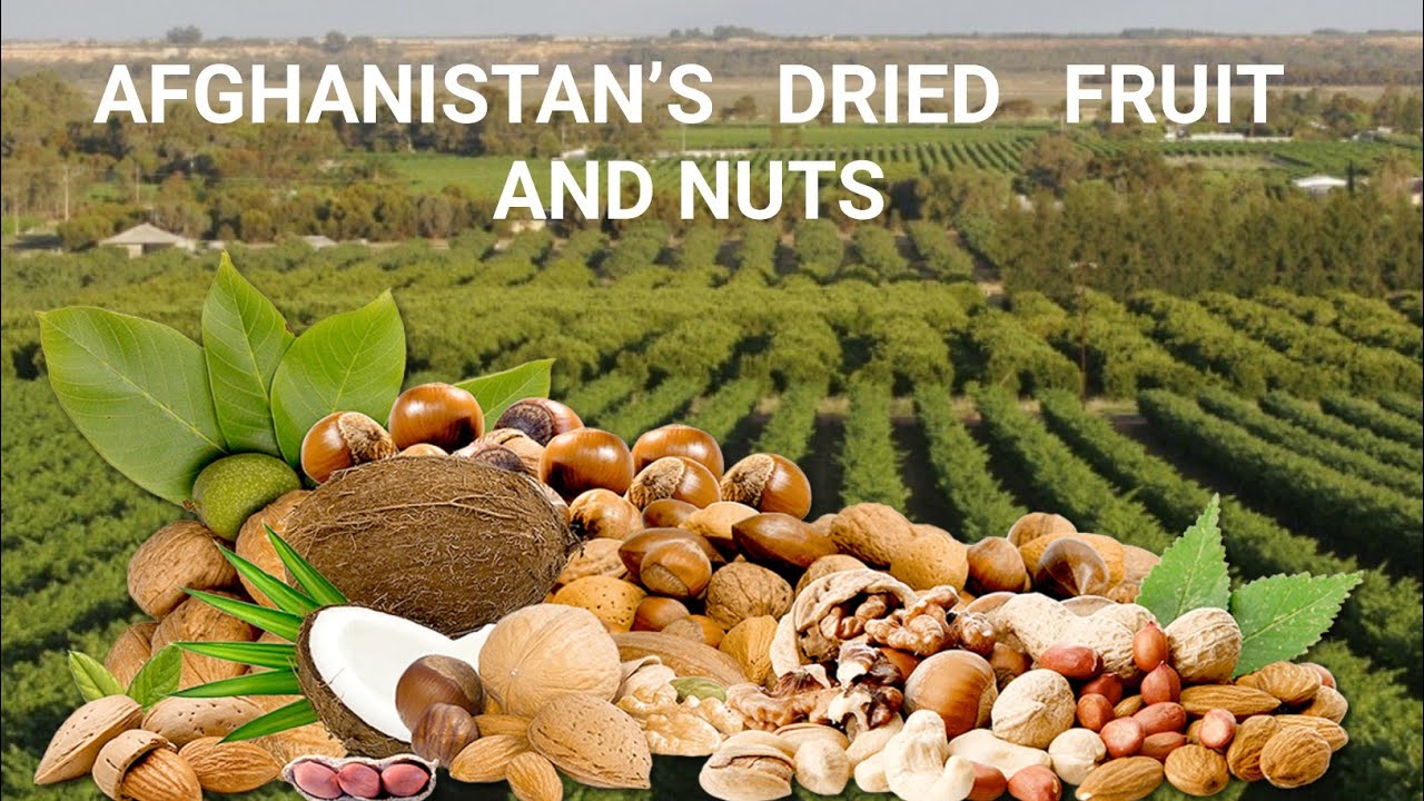 Kabul Nuts farmers farming in Afghanistan, Afghanistan Dry fruits
