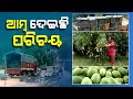 Mango plantation gives new identity to this Odisha farmer