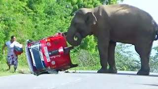 A heartwrenching video Wild elephant Attack On Tuk tuk