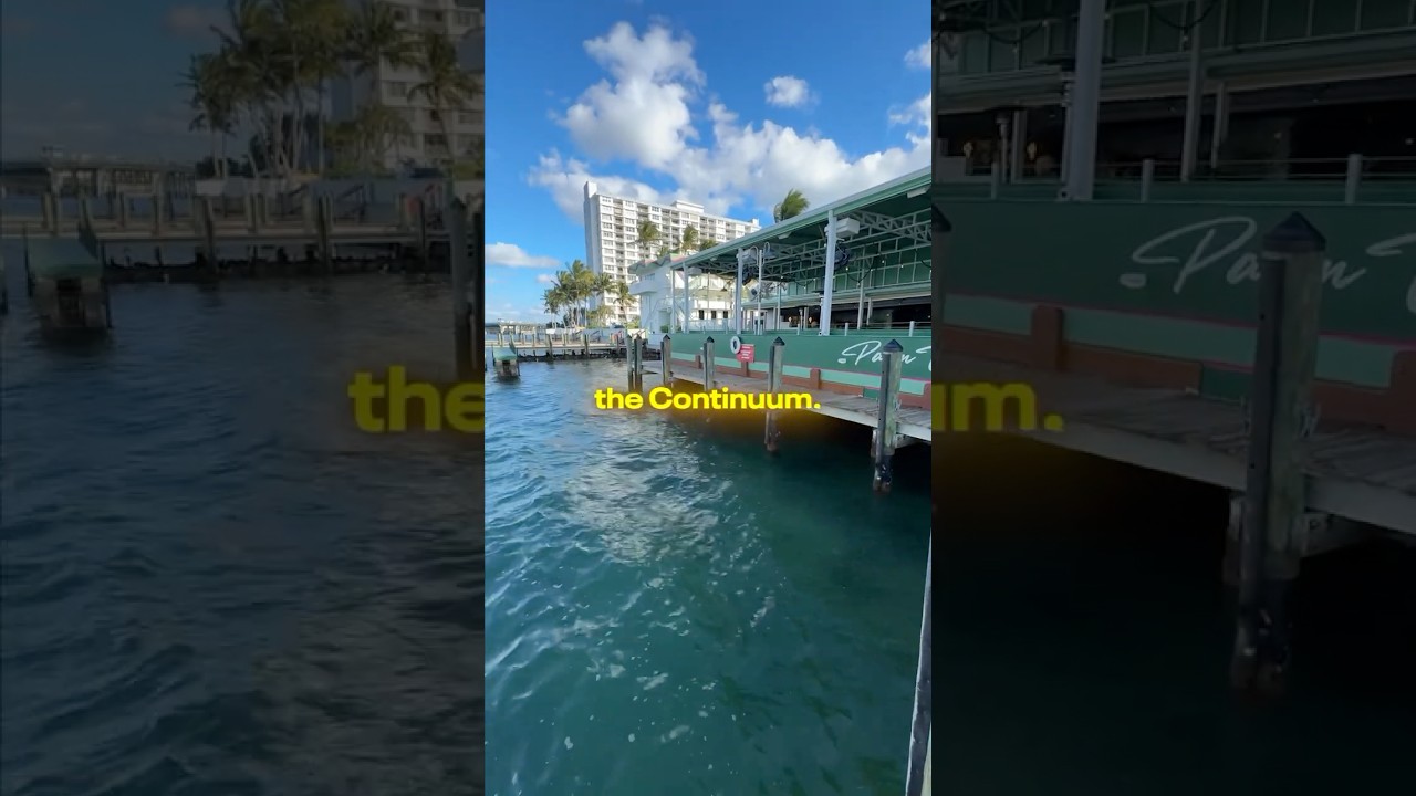 The Palm Tree Club - Andy Daro