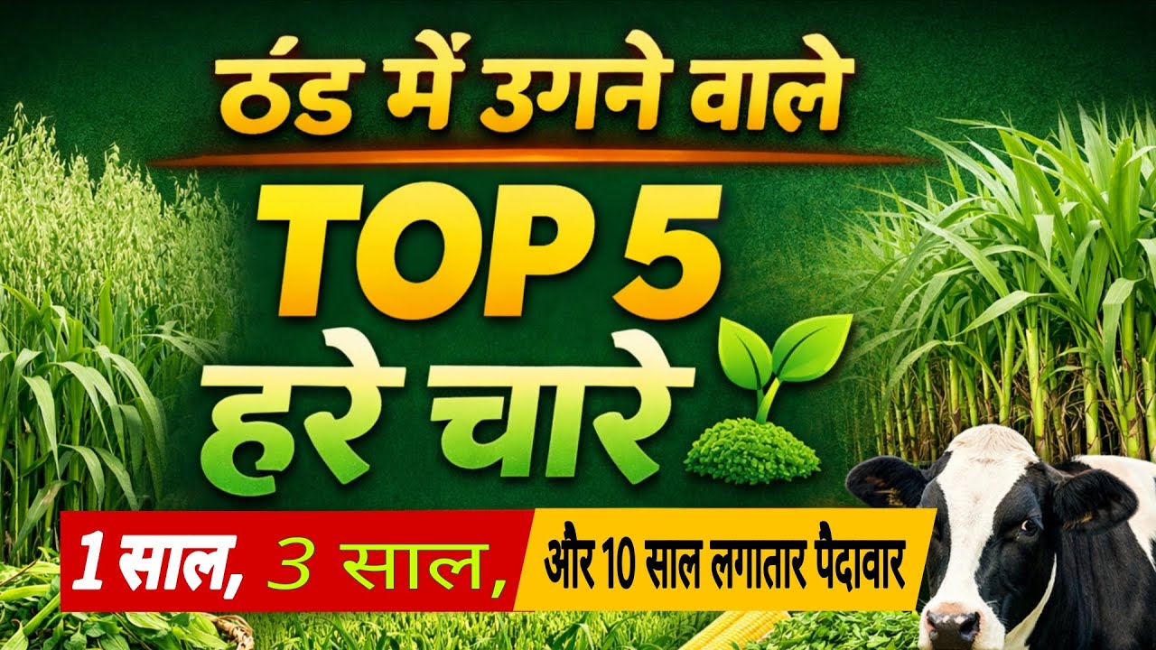 ठंड में कौन-सी घास सबसे अच्छी? | Top 5 Winter Fodder Grass लंबे समय तक बार-बार कटाई देने वाला चारा 