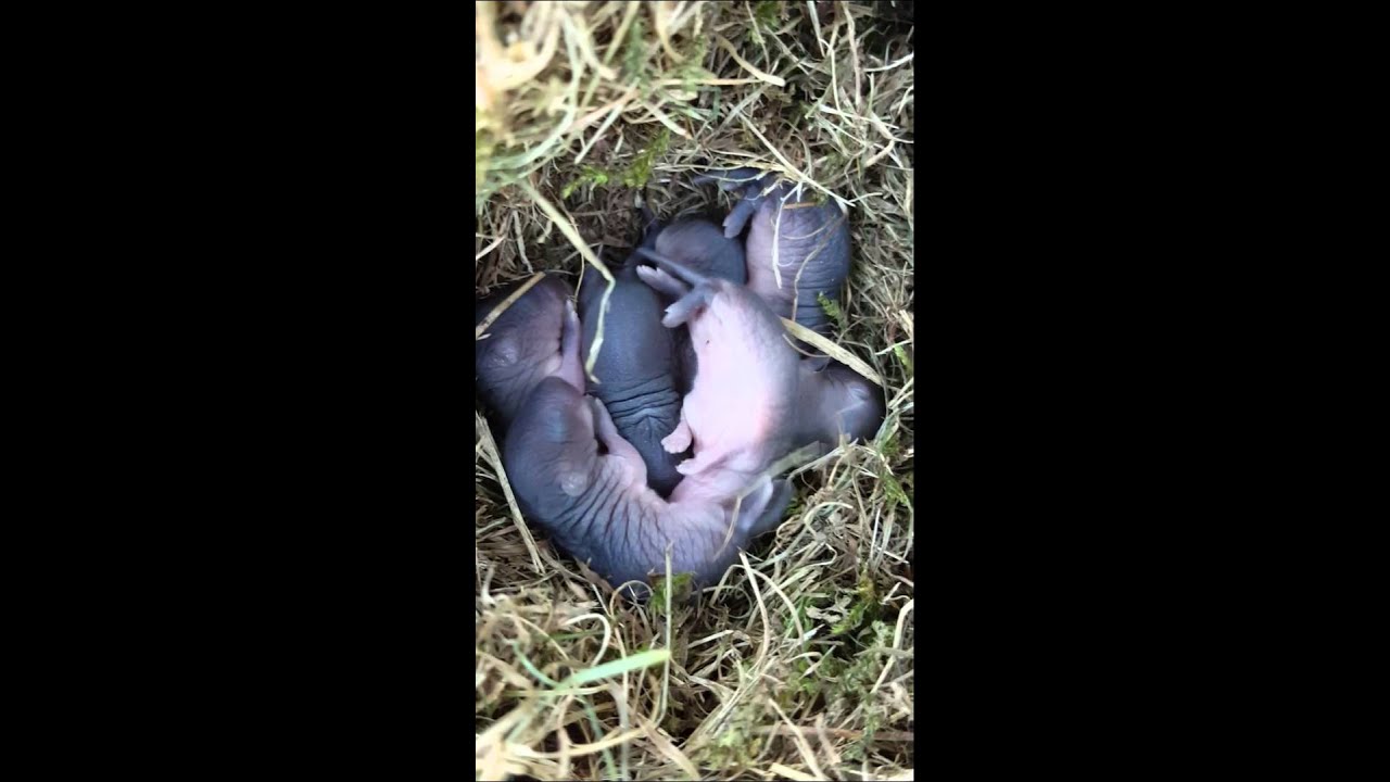 Nest Of Baby Moles Youtube