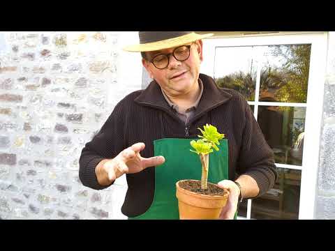 Vidéo: Plantes de cactus Lifesaver - Conseils sur la culture du cactus Huernia