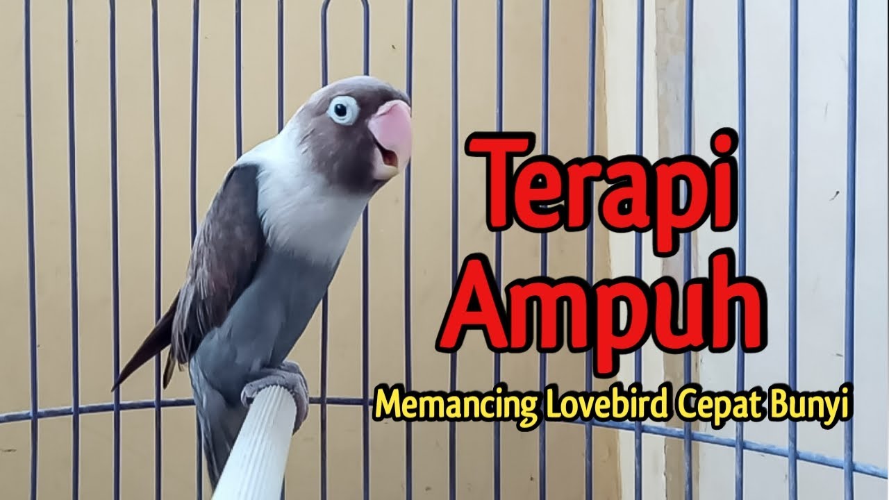 Suara Burung Lovebird Ngekek Panjang, TERAPI AMPUH Memancing Lovebird Agar CEPAT BUNYI Suara Burung Lovebird Ngekek Panjang, TERAPI AMPUH Memancing Lovebird Agar CEPAT BUNYI