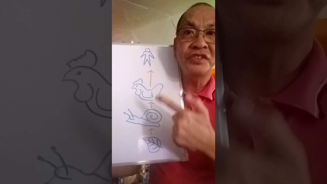 GRAZING FOOD CHAIN  1