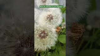 🍃Nature lover🍃 beauty#naturespeaks#naturalsounds#natureshots#ytshortsindia#ytviralvideo#