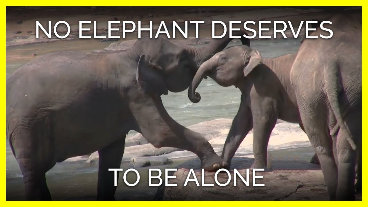No Elephant Deserves to Be Alone YouTube