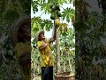 papaya harvesting in garden #viral #trendingshorts
