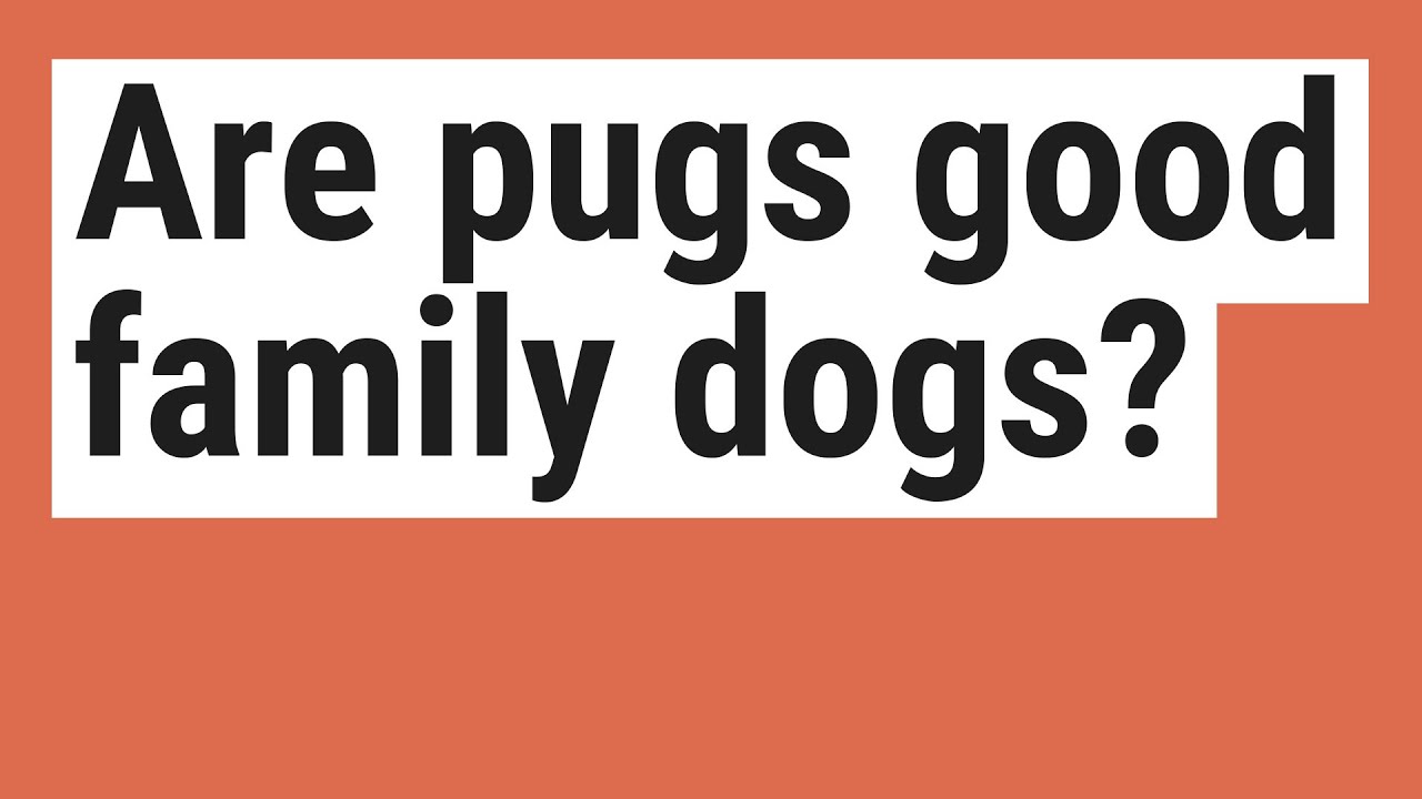 Are pugs good family dogs?