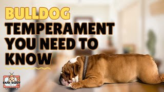 Paws & Personalities: Bulldog temperaments you need to know