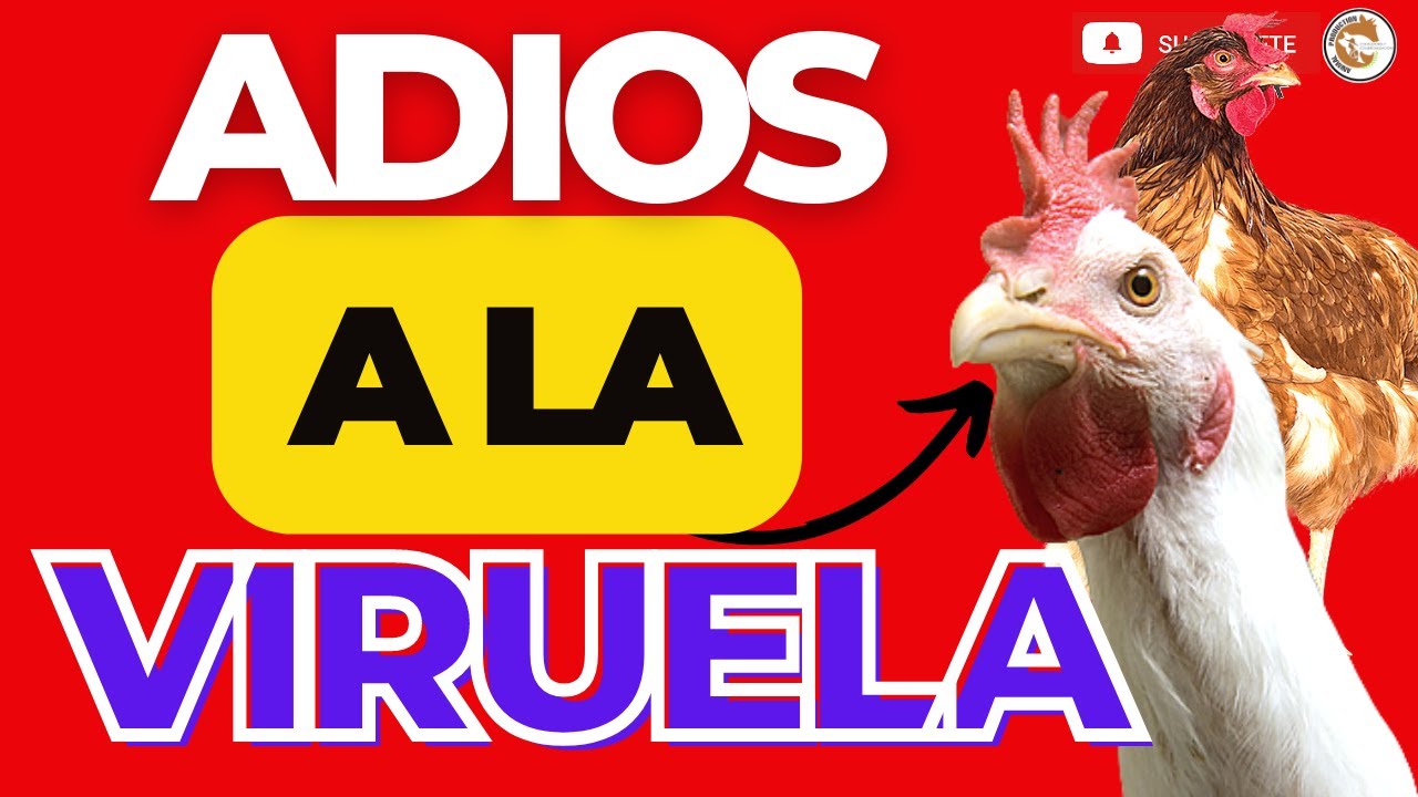 ESTA ES LA NICA FORMA DE PREVENIR LA VIRUELA AVIAR EN LAS GALLINAS Y esta es la nica forma de prevenir la viruela aviar en las gallinas y