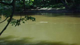 pt.1 Carp caught in the Tippecanoe River.