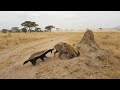 Honey Badger Keeps Biting And The Hyena Finally Backs Off From Her Den