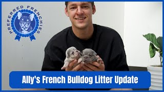 Ally's French Bulldog Litter Update