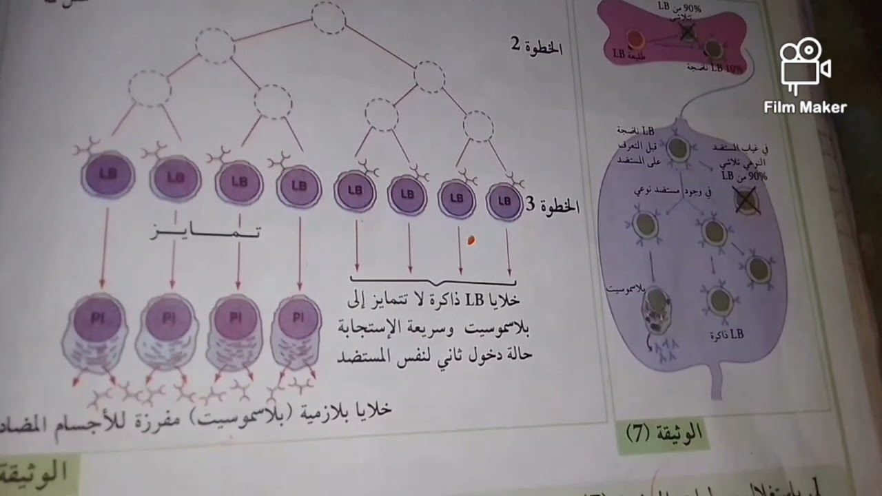 آلية الانتقاء النسيلي لل  lb