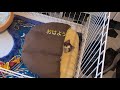 保護した子猫、朝の様子