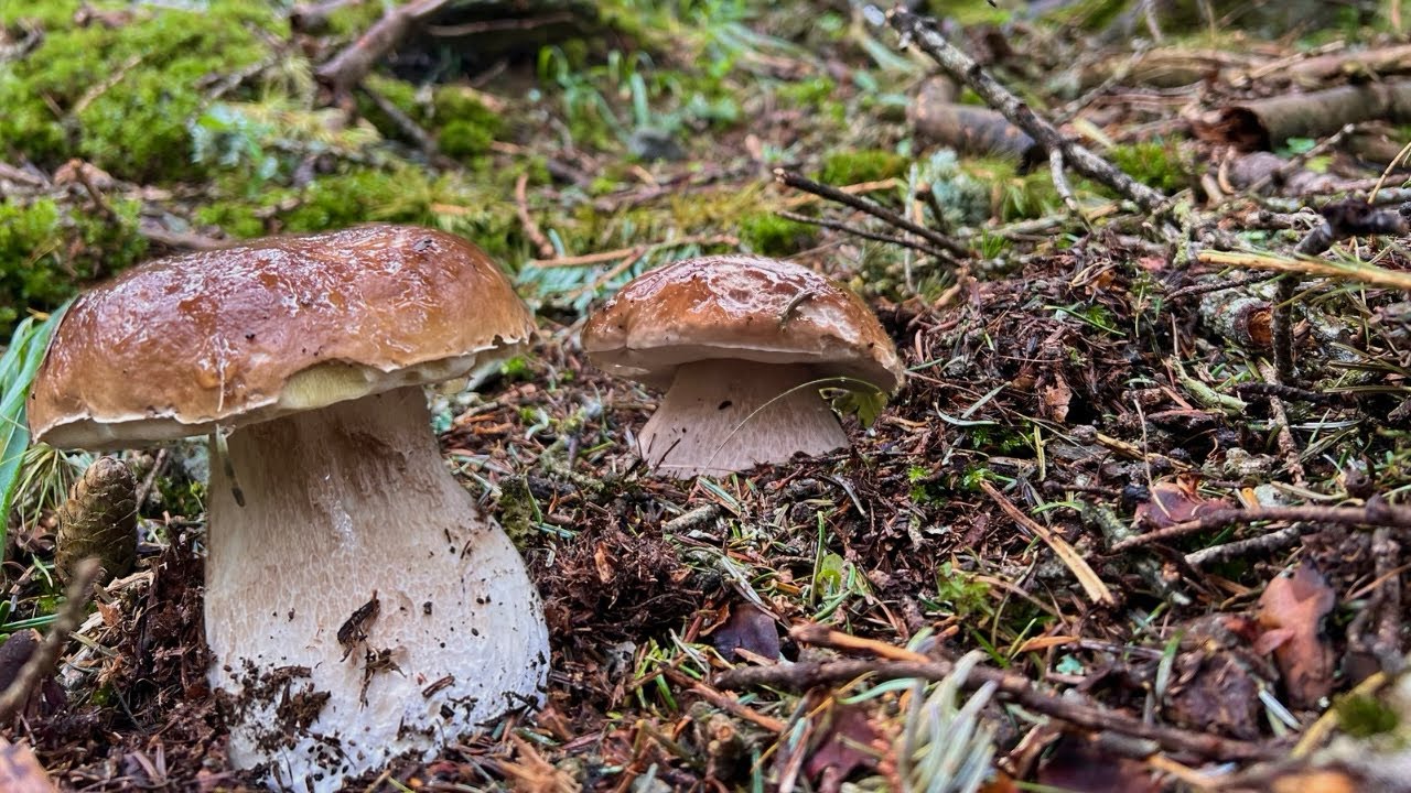 SOTTO LA PIOGGIA IN ALTA QUOTA ➖ PORCINI 2025.