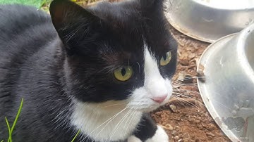 Exploring in the front yard with Bella the Tuxedo cat