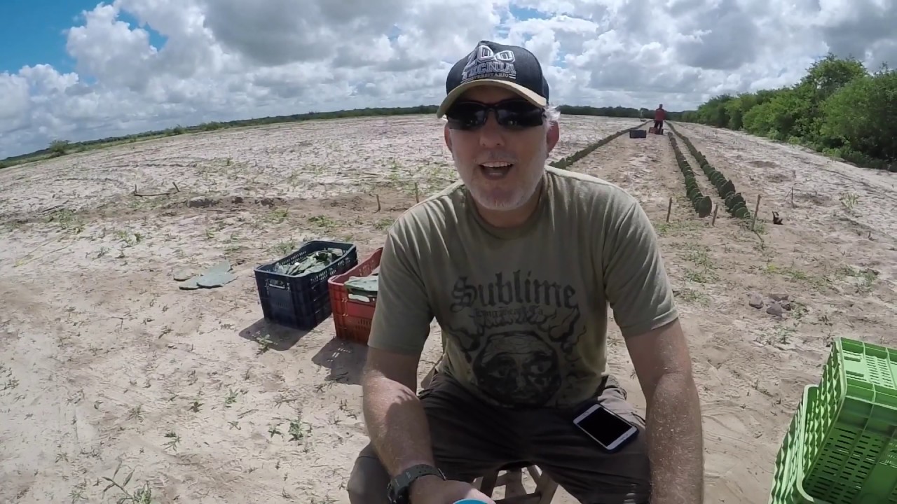 38. IMPLANTAÇÃO DE PALMAL ADENSADO COM 66 MIL PLANTAS/HECTARE E PRONTO PARA MECANIZAÇÃO - Parte 1