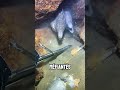 aujourd’hui un crabe a sauvé ces deux murènes de mes pinces !! #mer #ocean #nature #animaux