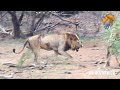 Lion King Submits in Battle for Territory to Save Himself.