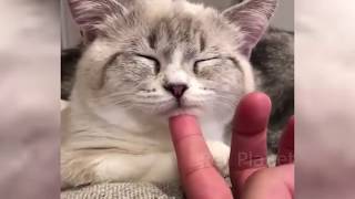 CATS make us LAUGH ALL THE TIME!  Ultra FUNNY CAT videos