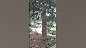 Squirrels at the big tree doing squirrel things #squirrels