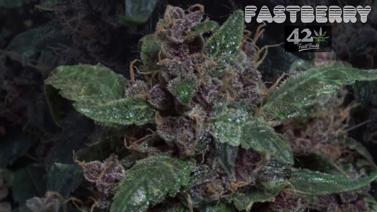 FastBerry - LastDayStanding - FastBuds