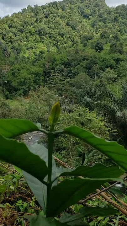 #belajar #shortvideo belajar berkebun membantu kakek