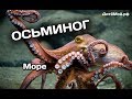 Осьминог. Энциклопедия для детей про животных. Море