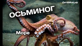 Осьминог. Энциклопедия для детей про животных. Море