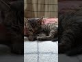ひなたぼっこしてたら眠くなっちゃった子猫さん😺 #cat #好きな子猫 #kitten #gatto #cute #エウレカねこ部 #kitty #保護猫 #pets #子猫 #animals