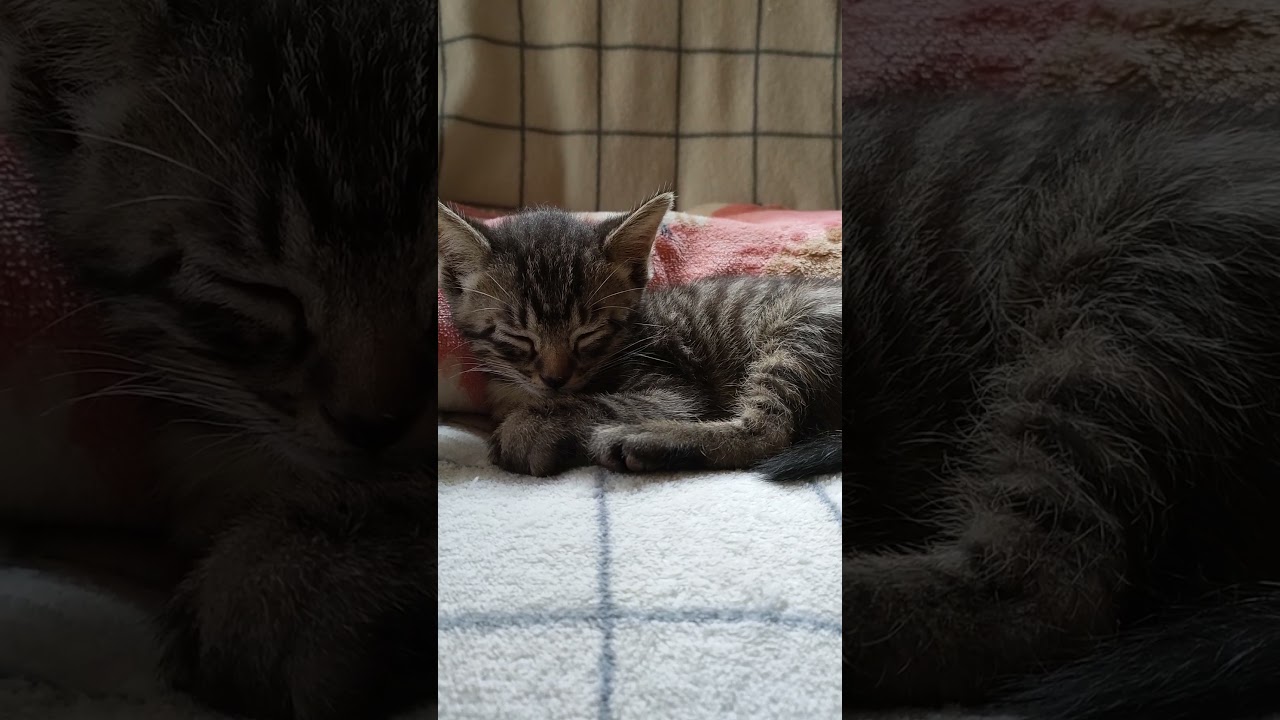 ひなたぼっこしてたら眠くなっちゃった子猫さん😺 #cat #好きな子猫 #kitten #gatto #cute #エウレカねこ部 #kitty #保護猫 #pets #子猫 #animals