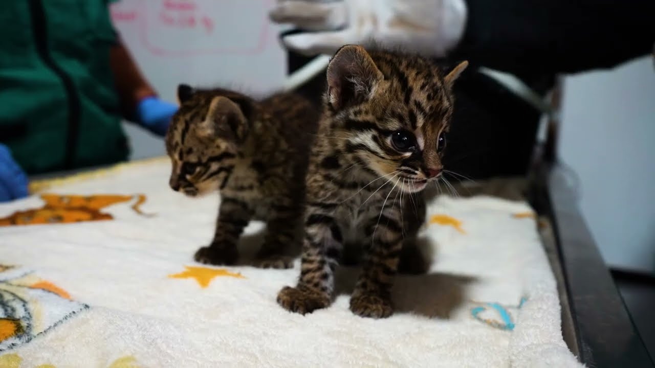 Rescate Cachorros de Gato Montes