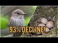 The RARE Spotted Flycatcher Nest Bird Nesting 2025 Part 7 Lots Of Scrub Warbler Nests The RARE Spotted Flycatcher Nest Bird Nesting 2025 Part 7 Lots Of Scrub Warbler Nests