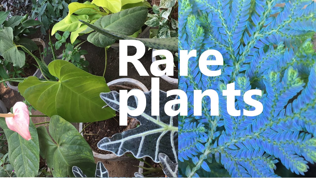 My Neglected Garden With More Than 50 Plants Plants With