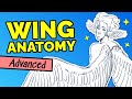 How to draw bird wings feathers wing shapes anatomy