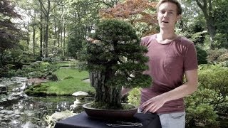 Juniper Bonsai