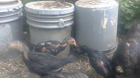 mesnyuam qaib plucker sib dob