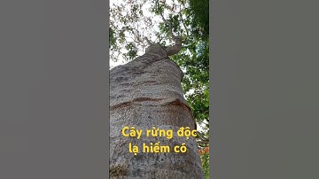 Cây rừng độc lạ hiếm có.l Sinh Tồn Tây Nguyên.